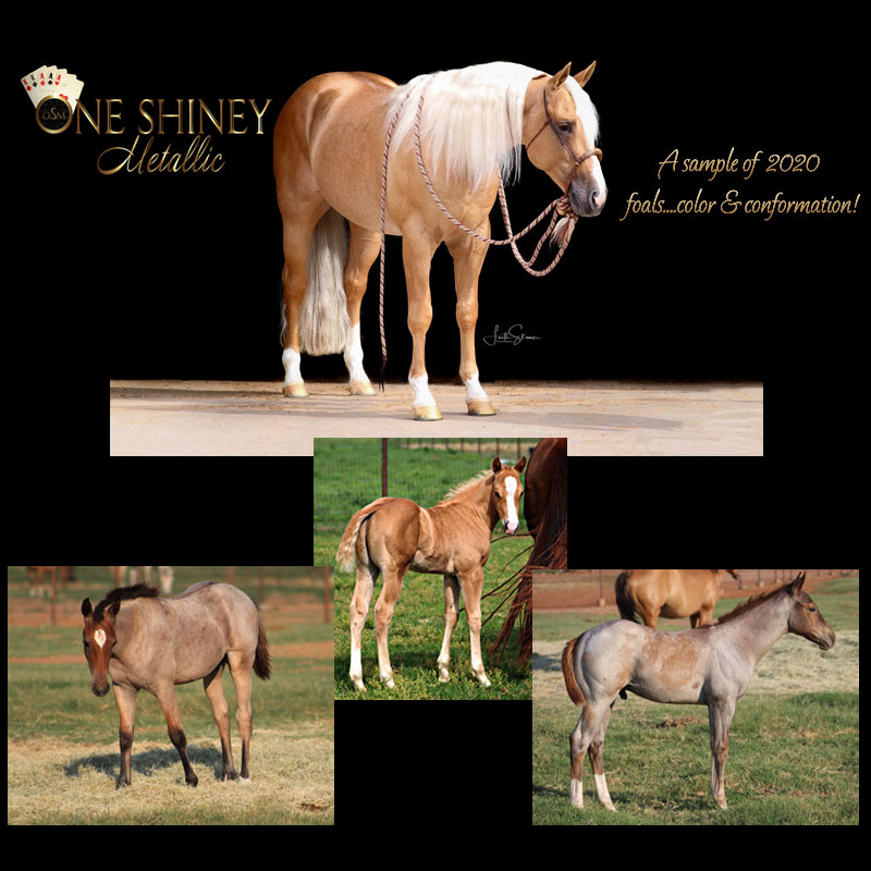 Quarter Horse Stallions Ranch Cutting Horses For Sale Santa Rosa Equine
